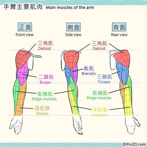 胳膊位置